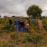UN PASEO ENTRE VIÑEDOS, VISITA A LA BODEGA Y CATA